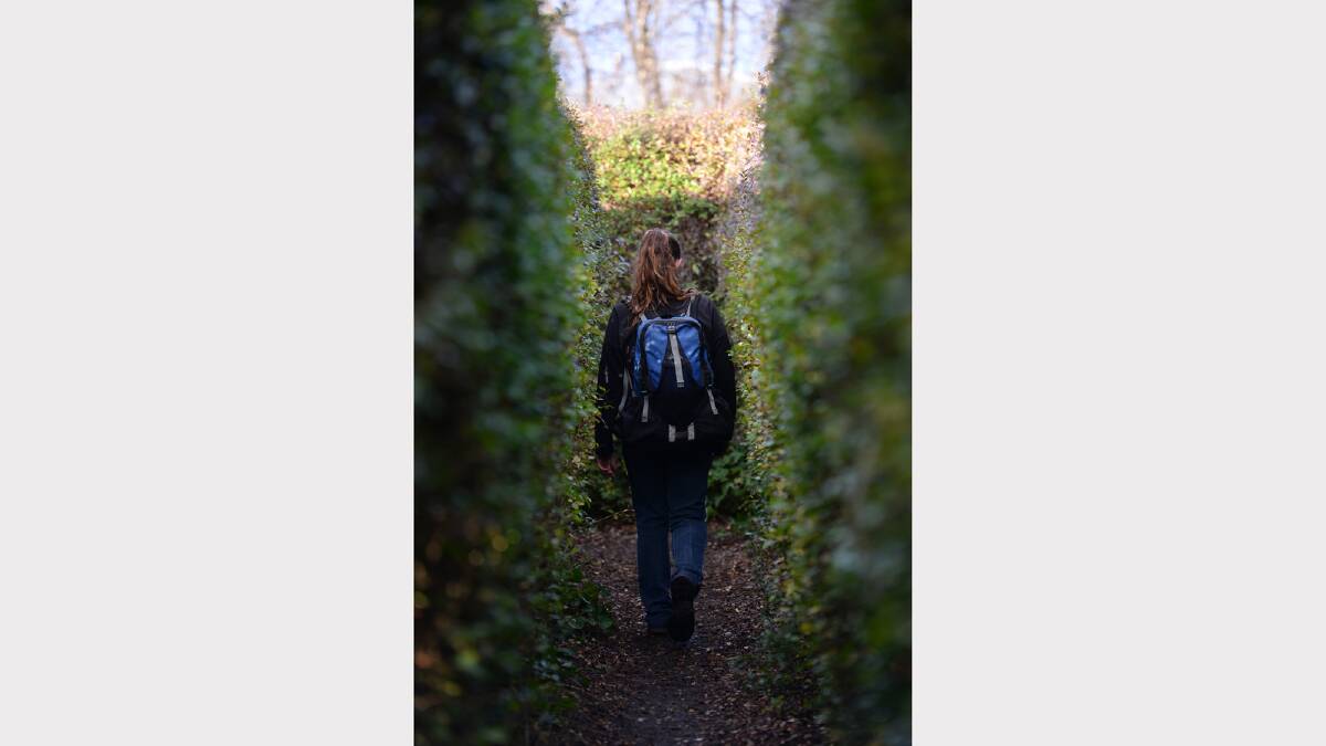 Westbury Maze manager Tracie Goss takes on the hedged journey. Picture: MARK JESSER.