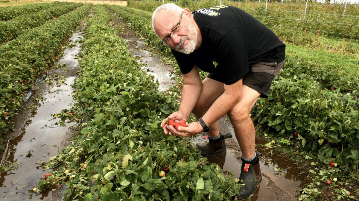 Longford Berry Farm owner Dennis Betts counts the cost of the flood on his crops. Picture: NEIL RICHARDSON