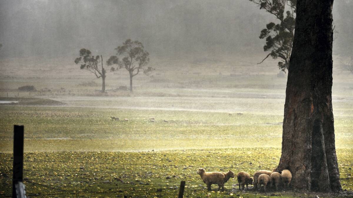 Sheep huddle behind a tree as a front passes a property near Burns Creek. Picture: SCOTT GELSTON