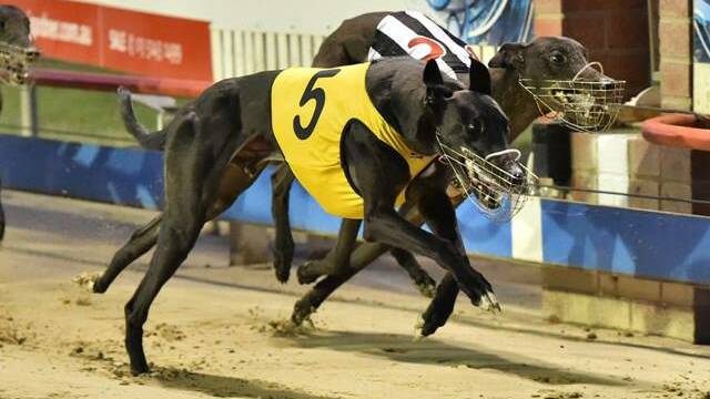 Greyhound racing has attracted public criticism over recent dog deaths. 