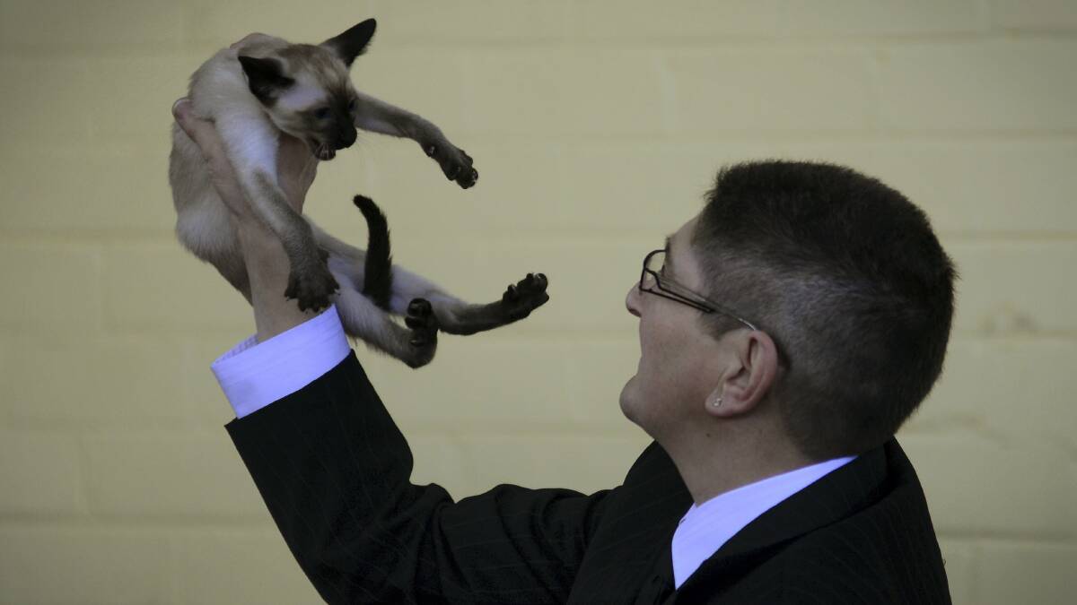 Judge Nick Tricario, of Victoria, examines a cat at yesterday's show at the Memorial Hall at Evandale. Pictures: PHILLIP BIGGS