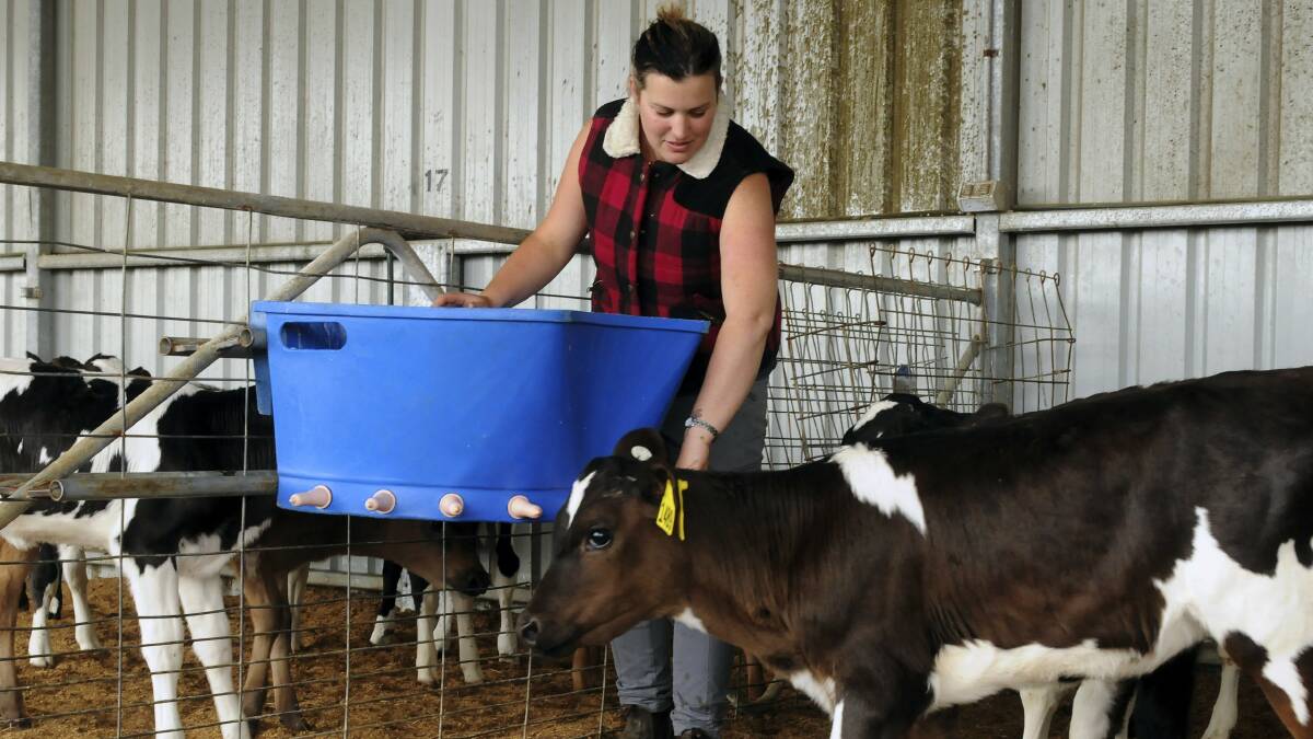  One of the  Van Diemen’s Land Company farm managers, Erin Quarrell,  feeds calves. Picture: NEIL RICHARDSON 