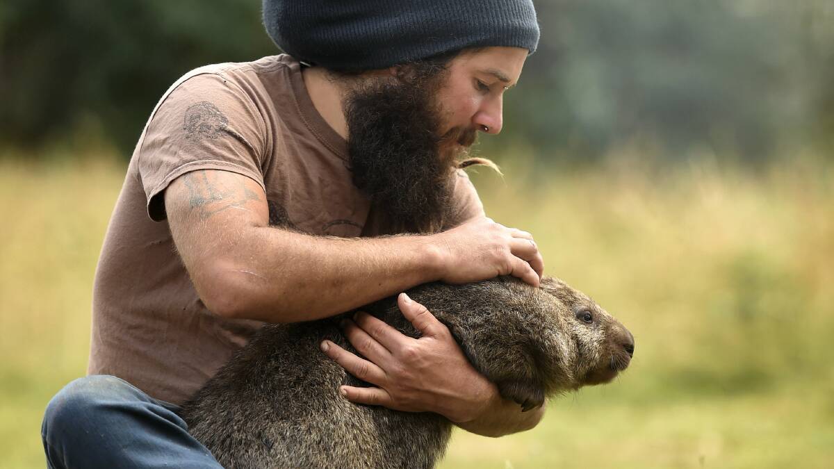 Trowunna Wildlife Park senior keeper Paul Ralley with Molly the wombat. Picture: MARK JESSER