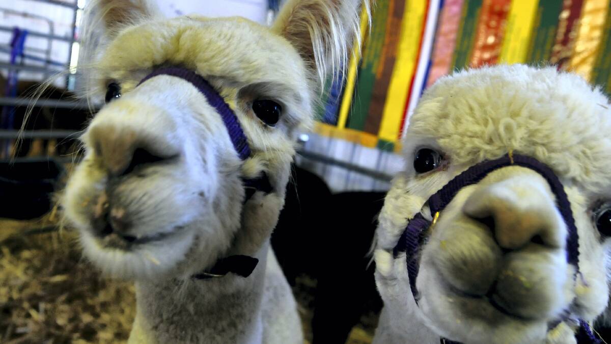 The Deloraine Alpaca Expo showed the animal's potential. Picture: GEOFF ROBSON