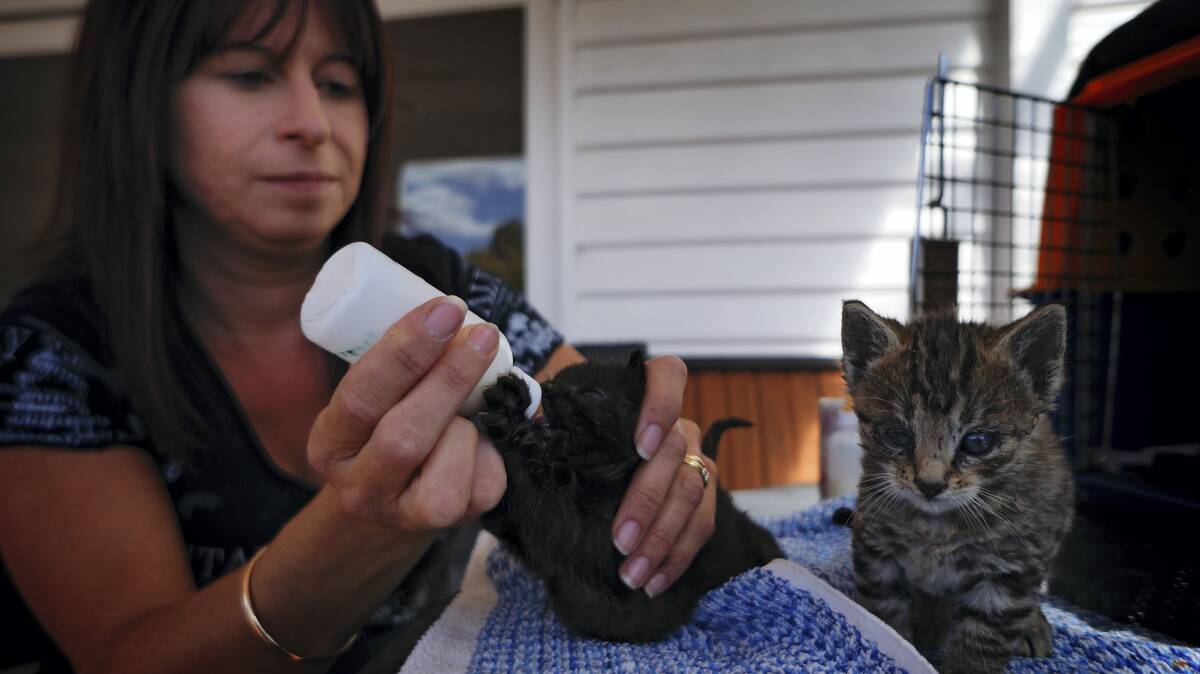 Just Cats owner Rachel Beech tends to two orphaned kittens, who are suffering from cat flu. Mrs Beech said cat flu was on the rise due to the increased numbers of feral cats.