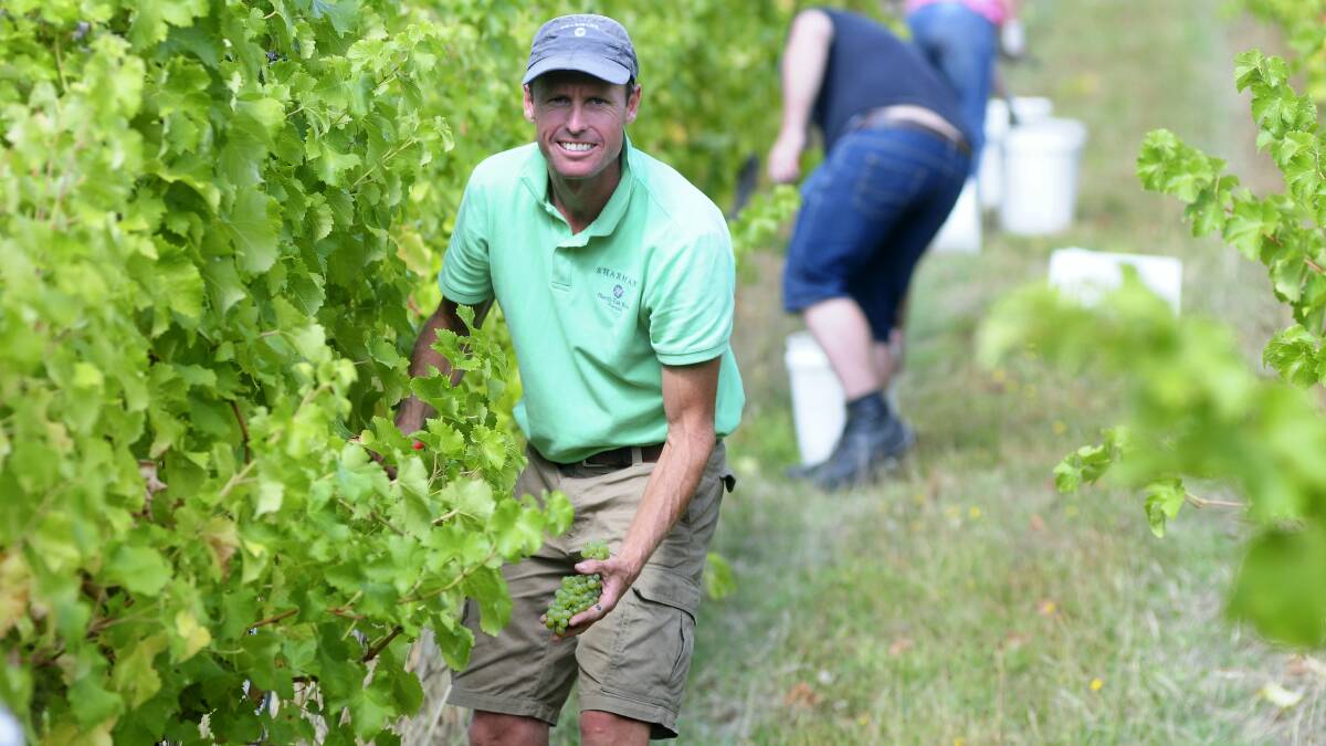 Matthew Creak, of Sharman's Vineyard, picks savignon blanc grapes at his Relbia vineyard.