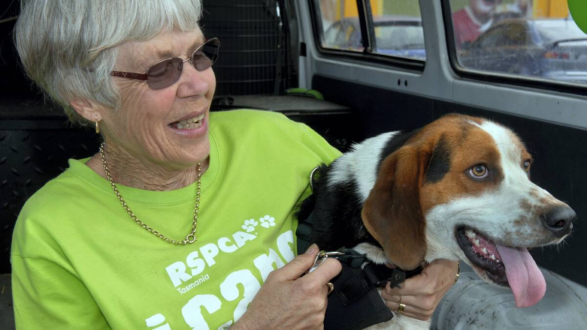  RSPCA volunteer Margaret Rich with Scout at a Pet Fun Day event in Launceston yesterday. Picture: NEIL RICHARDSON