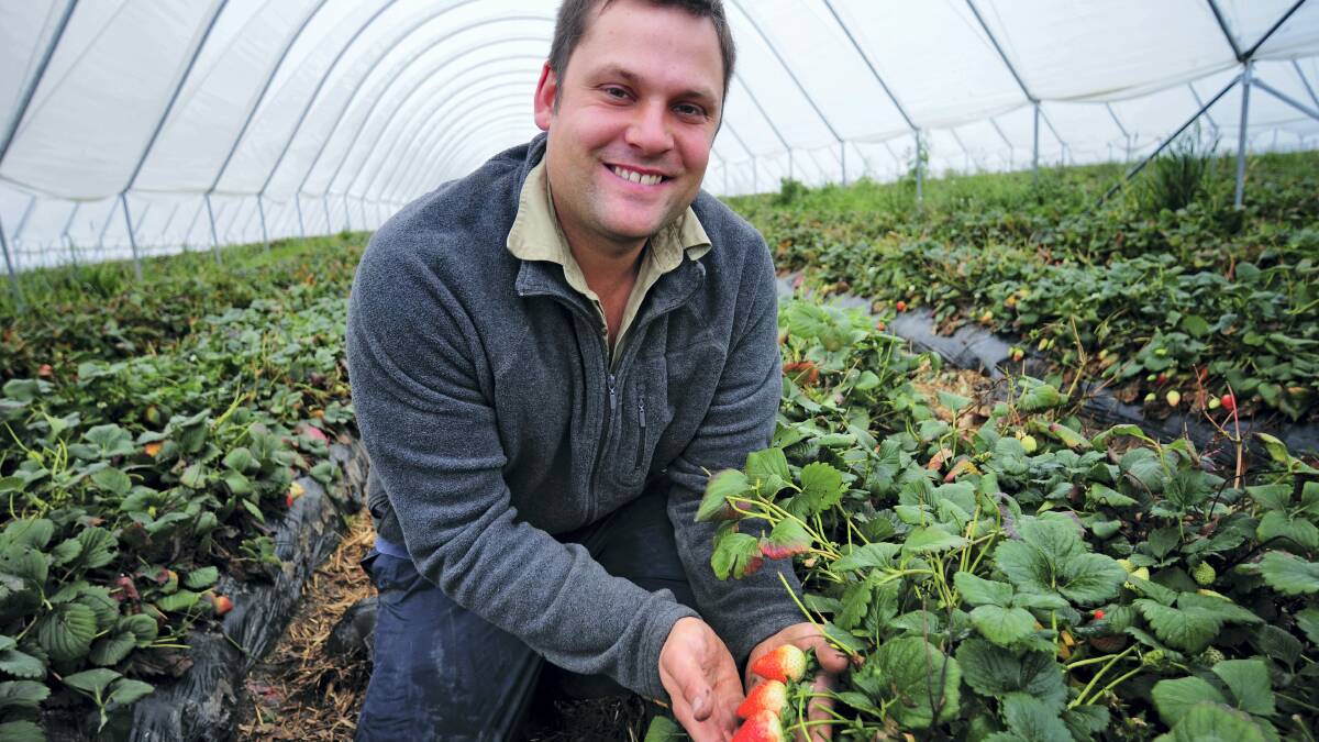 Tasmanian young fruit grower of the year Simon Dornauf, of Meander Valley Berries, checks his strawberry crop.