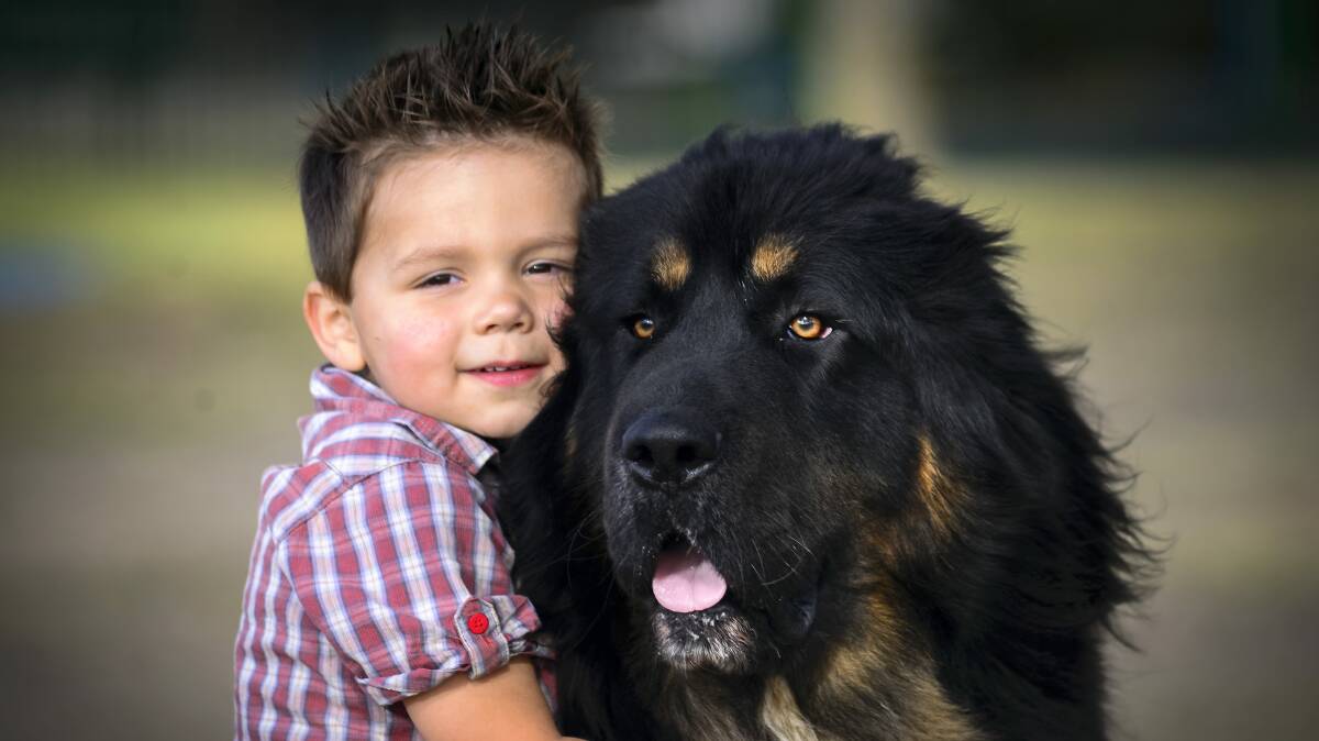 Hunter Richardson, 2, with Tibetan mastiff Bundy, one of the giant dogs from Kathryn Richardson's breeding kennel Shanti Soul, at Beaconsfield. Picture: PHILLIP BIGGS
