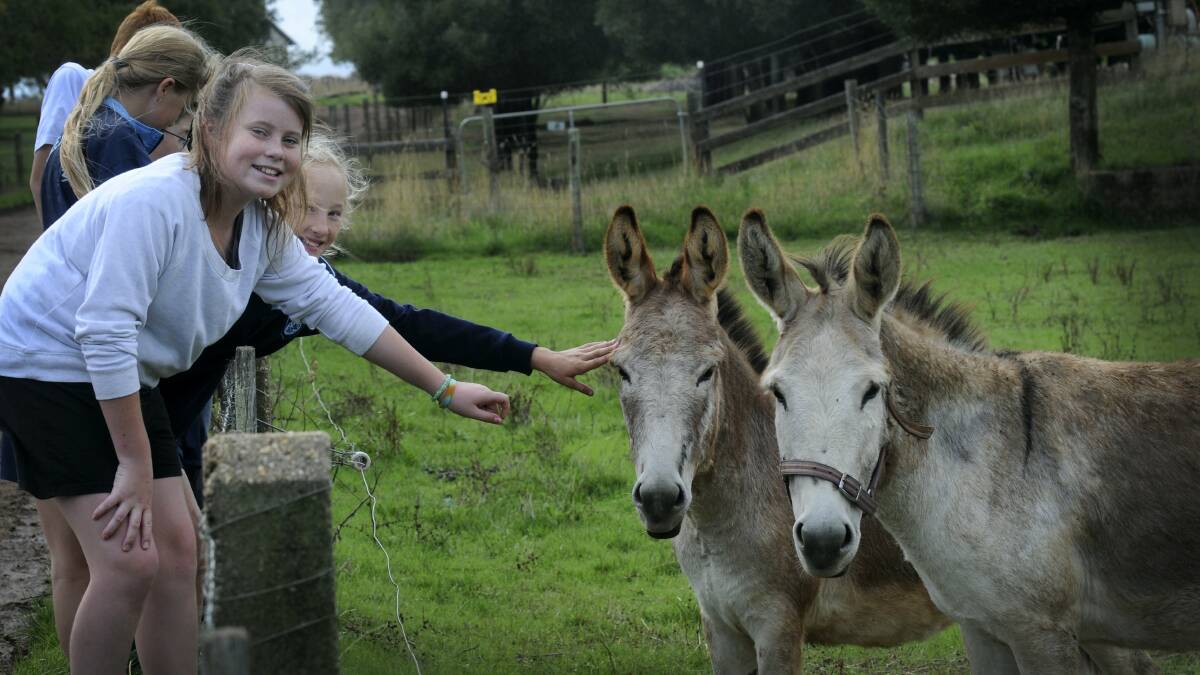 Maddison Daly, 11, of Dunalley Primary School, and Makayla Hingston, 11, of Hagley Farm School, with the Hagley school's donkeys. Picture: PAUL SCAMBLER