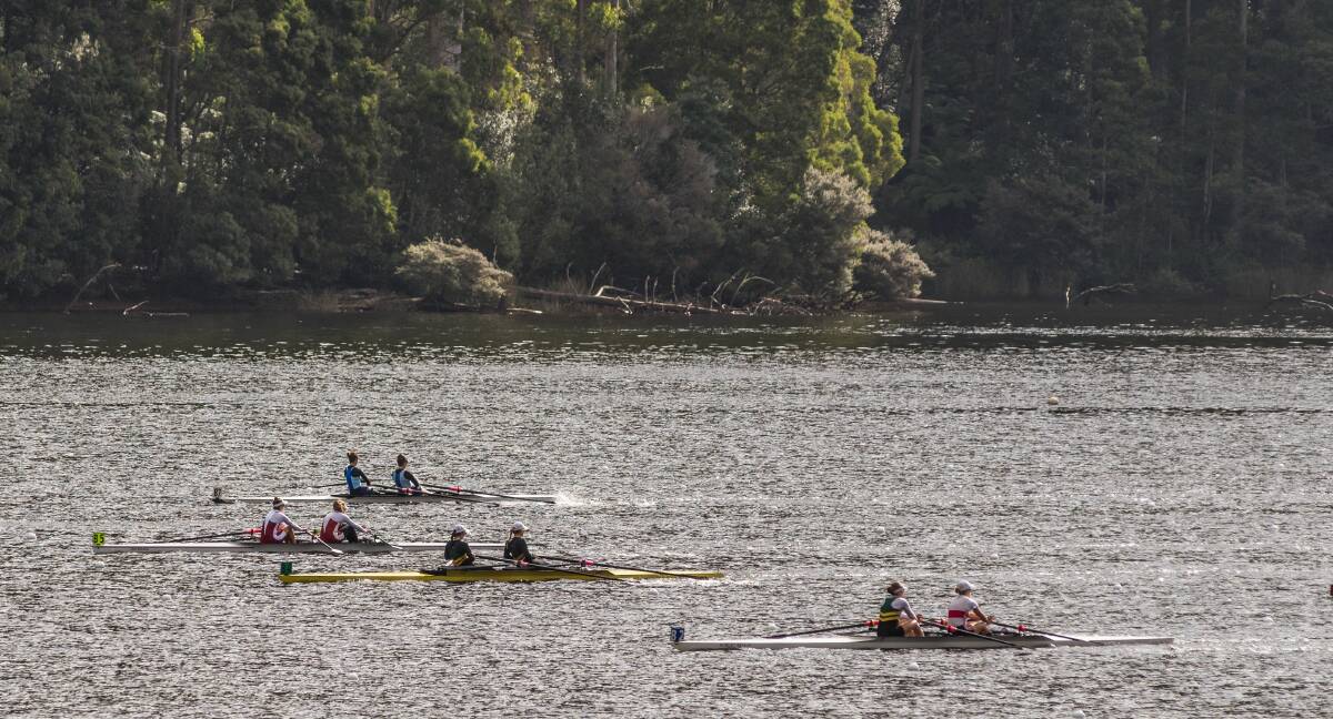 Hot competition: A total of 888 rowers took part in 333 races at Lake Barrington this week. Picture: Phillip Biggs.