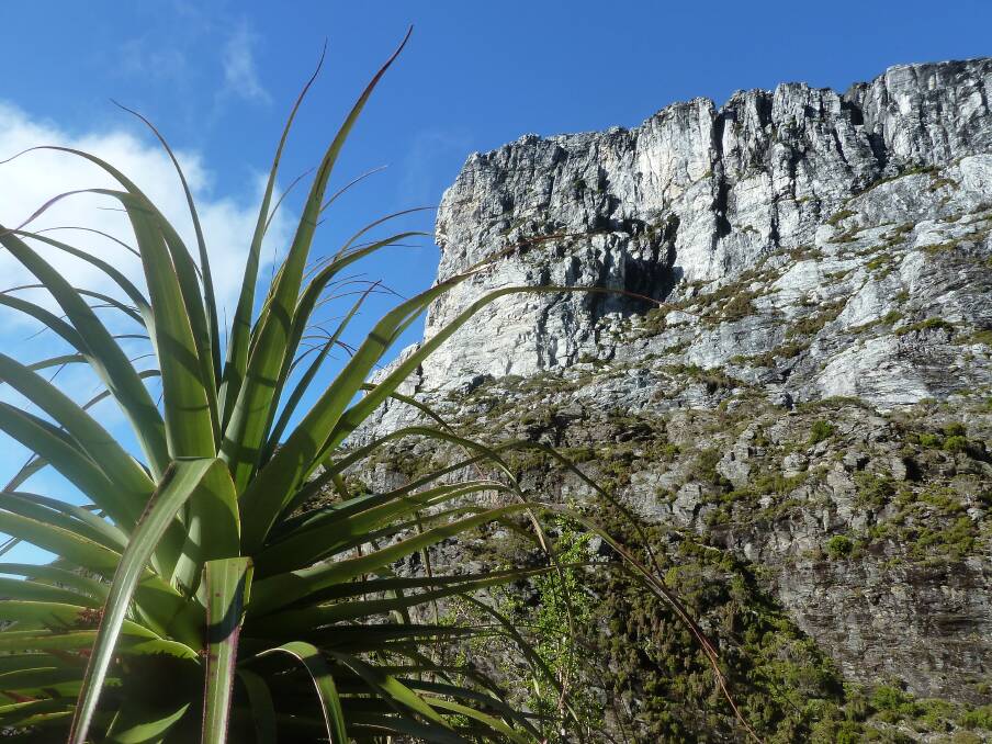 Frenchmans Cap is among Tasmania's iconic bushwalking experiences. Picture: Rob Shaw