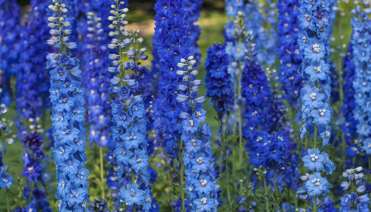 Delphiniums: They range in size from the 10 centimetre alpine species to  the giants at two metres tall. 