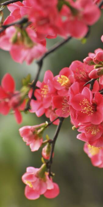SPECTACULAR: Flowering quinces, also known as japonicas, provide some terrific colour in winter, but they need a nice, sunny position in order to bloom.