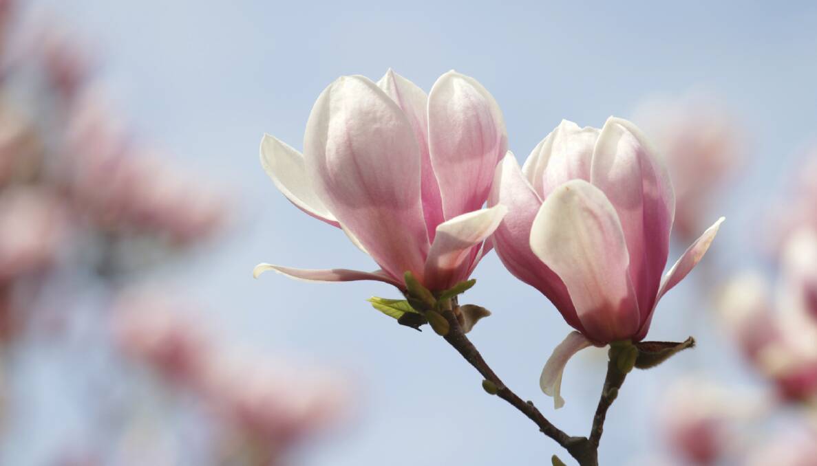 PERFECT: Magnolias come in a variety of sizes to suit all garden types.