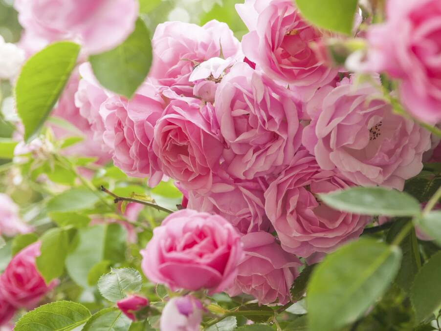 DON'T DELAY: If you're picking up bare-rooted roses, stop roots from drying out by putting them in water.