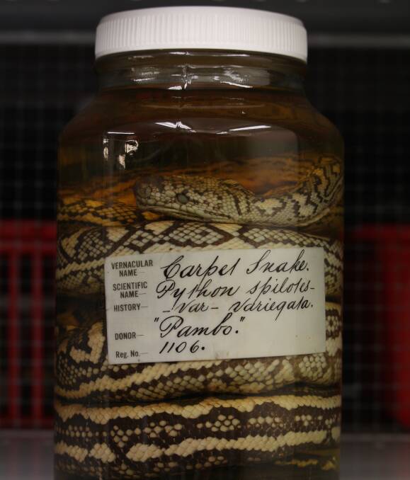 SCREWED TIGHT: A carpet snake preserved in the QVMAG collection. Pictures: Monte Bovill