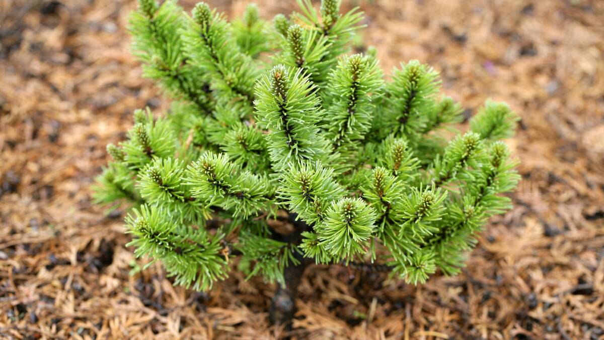 Pick a dwarf conifer to avoid having a monster in your garden.
