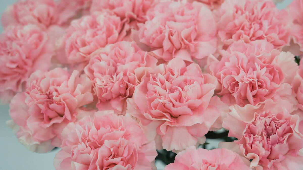 Carnations are part of the pink family.