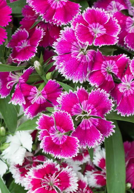 NEW HOME: Members of the dianthus family like soil that is a little alkaline, so are excellent temporary plants to grow close to a new house.