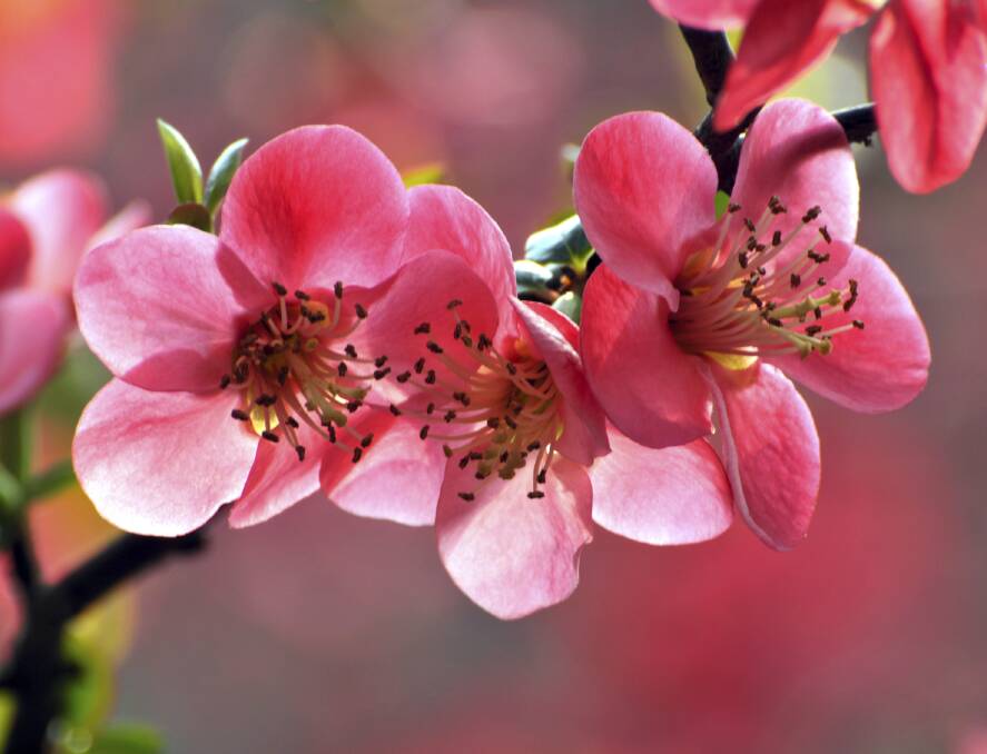 It is time to plant spring flowering trees.