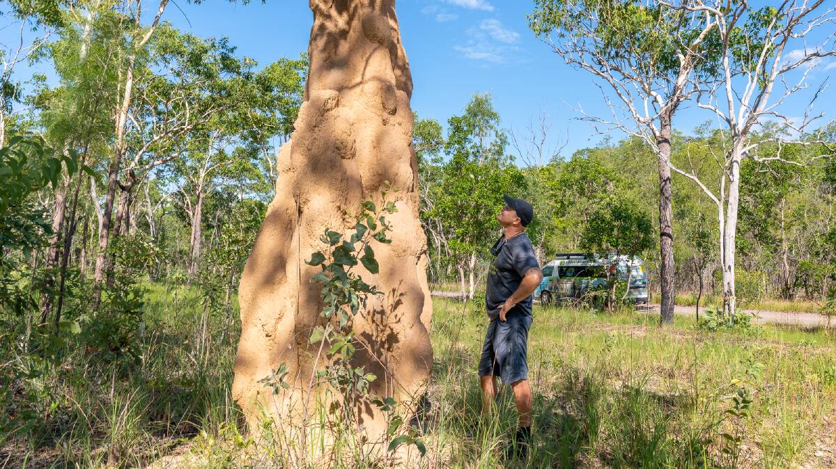 Rob Woods from Ethical Adventures looks up at a cathedral termite mound. Picture: Michael Turtle