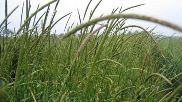 Grass might not be greener despite climate change predictions