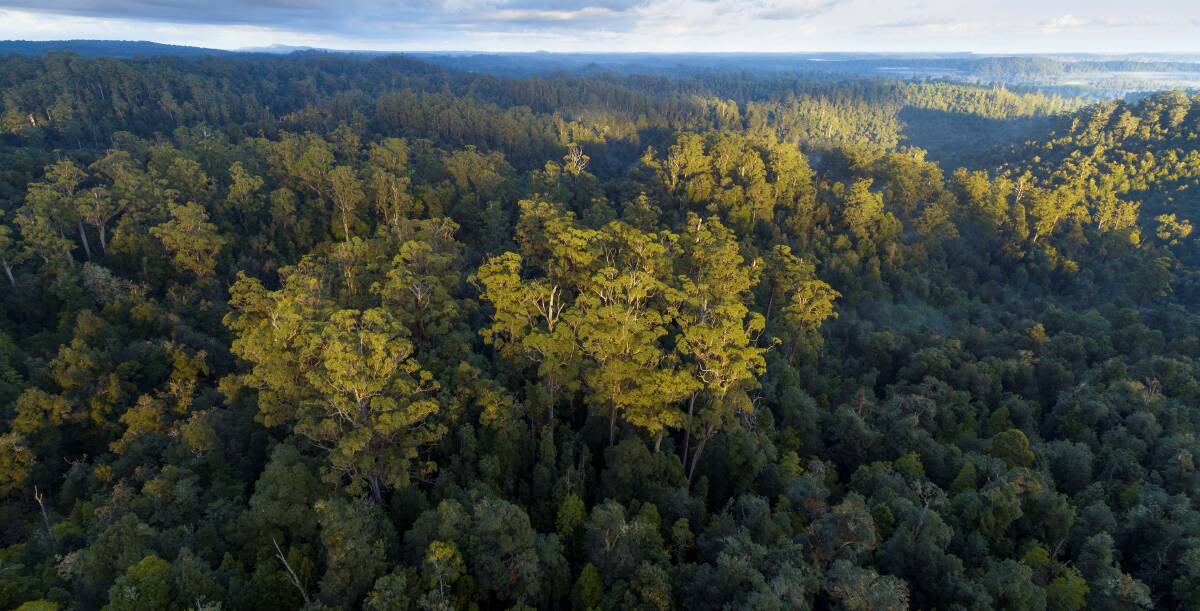 UNDER THREAT: Sumac rainforest in the Tarkine. Picture: supplied (Bob Brown Foundation)