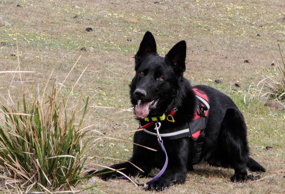 ON THE NOSE: Detection dog Fonzie is in training to help eradiate orange hawkweed. Picture: supplied. 