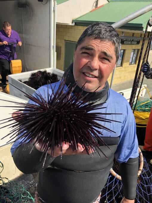 CATCH: Diver Barry Bennett with a long-spined sea urchin. Picture: supplied. 