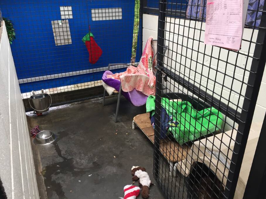 Six-month-old Breena's empty cage at RSPCA Launceston's animal centre. Picture: Lucy Stone