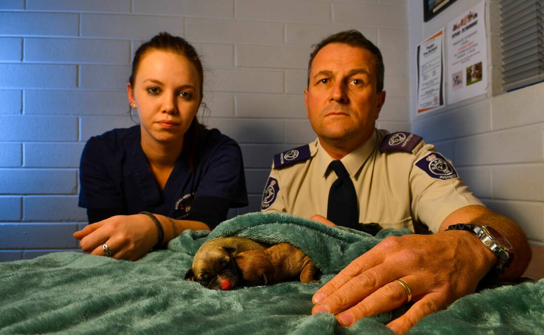  SAVED: Animal Medical Centre veterinary nurse Nadia Butler and RSPCA inspector Oliver Breeze with two surviving puppies. Picture: Scott Gelston