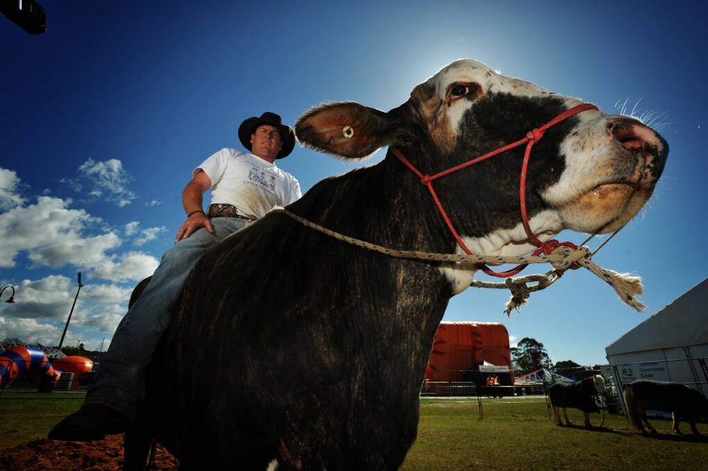 Lachie Cossor and his one tonne bull. Picture: Scott Gelston