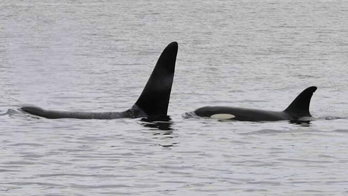 Two orcas observed in Tassie's north. Picture: Shane Crawford