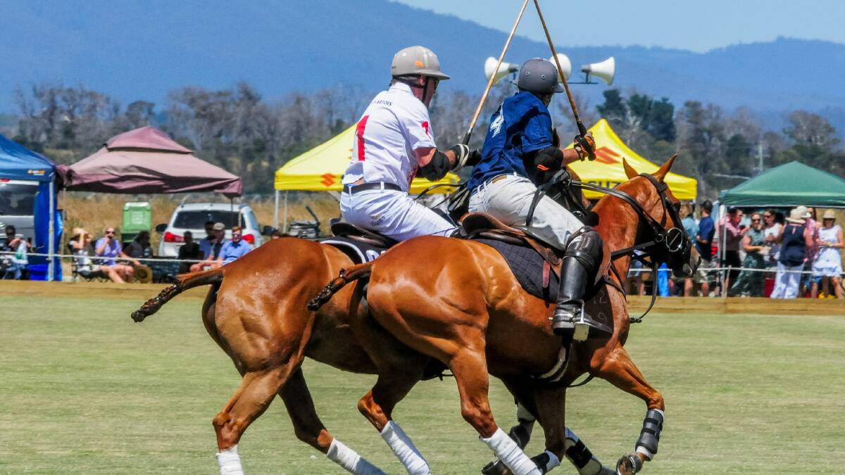 Off-the-track horses get second life as polo ponies