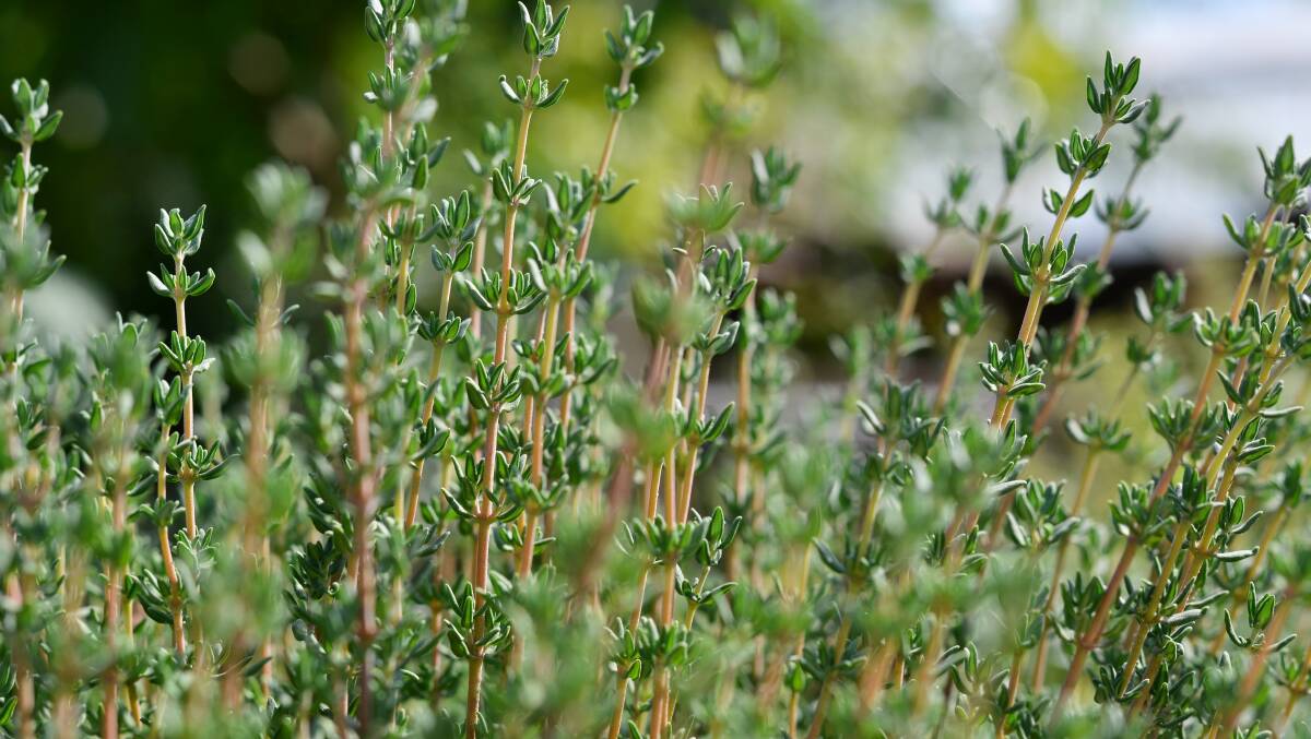 HERB: Thyme is a great plant for a rockery, border edge or aromatic groundcover.