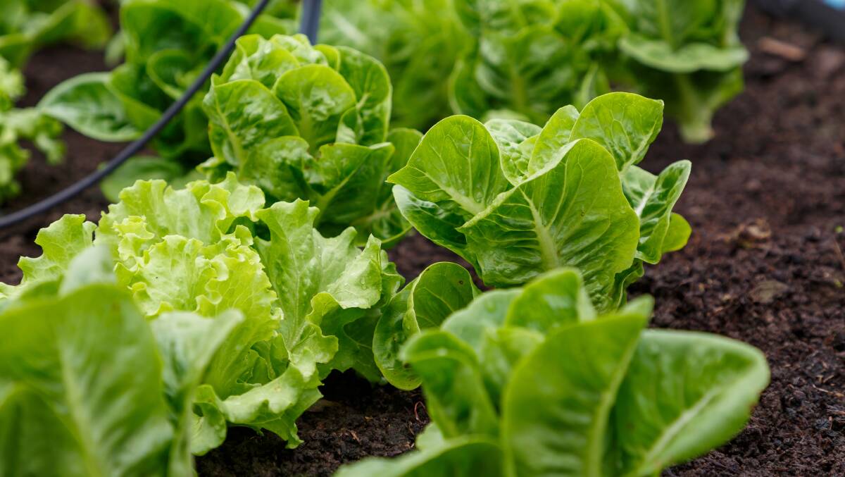 Cos lettuces grow upright, have oblong leaves and are usually crisp in texture.