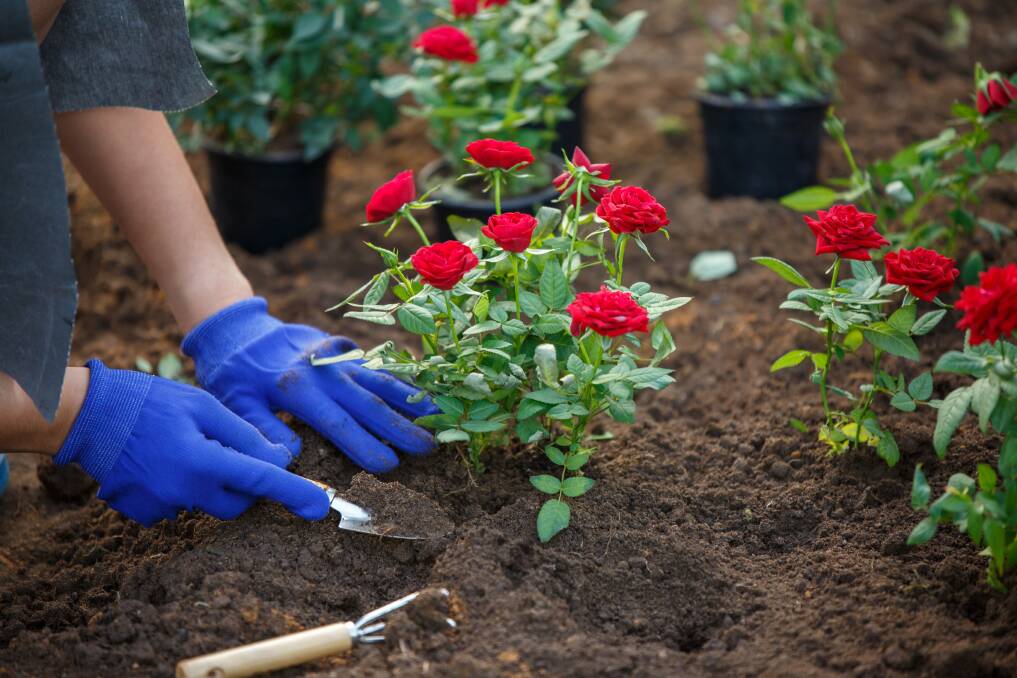ROSY: If a new rose bed is being developed choose a sunny position that is also reasonably sheltered. Pictures: Shutterstock