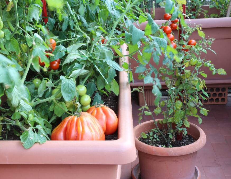 FRESH: Containers growing vegetables need fresh potting mix every two years.