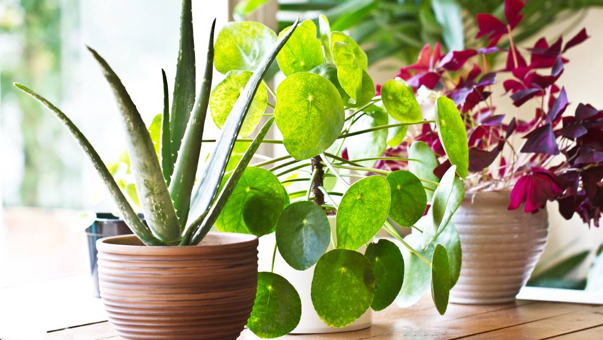 TAKE CARE: Ensure that you don't overwater indoor plants.