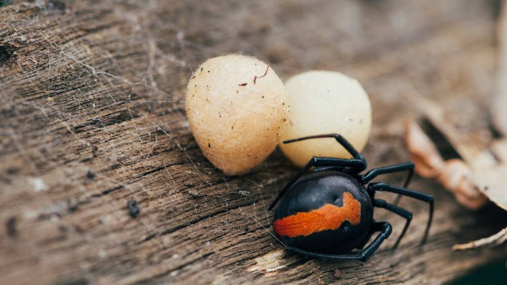 HIDDEN DANGERS: Redback spiders can lurk in some common places.