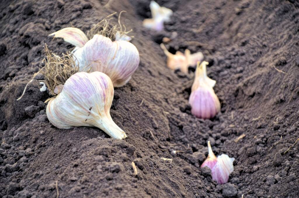 Plant garlic cloves in May through June and again in September.