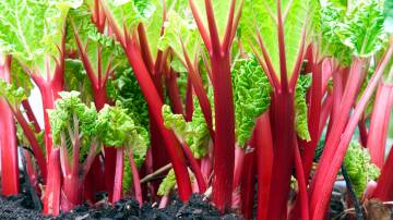 A sunny position is essential for growing rhubarb.