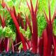 A sunny position is essential for growing rhubarb.