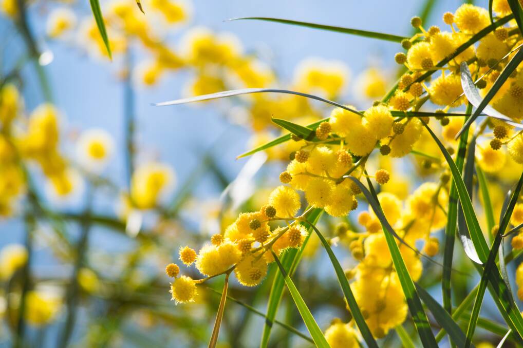 Add colour to your garden with a burst of wattle.