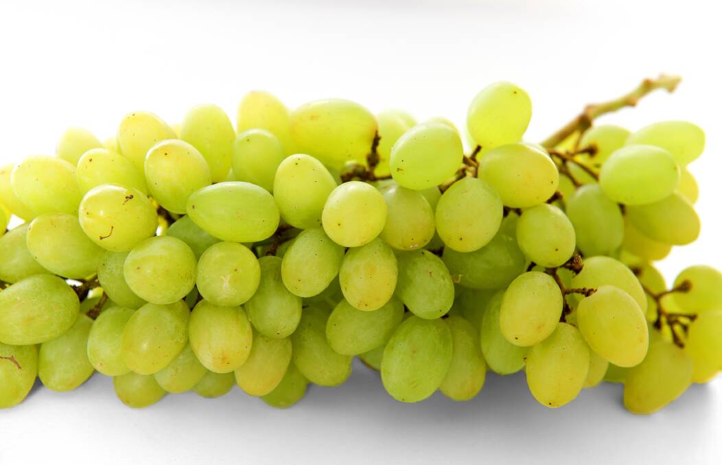 Thompson Seedless grapes are among the most popular varieties.