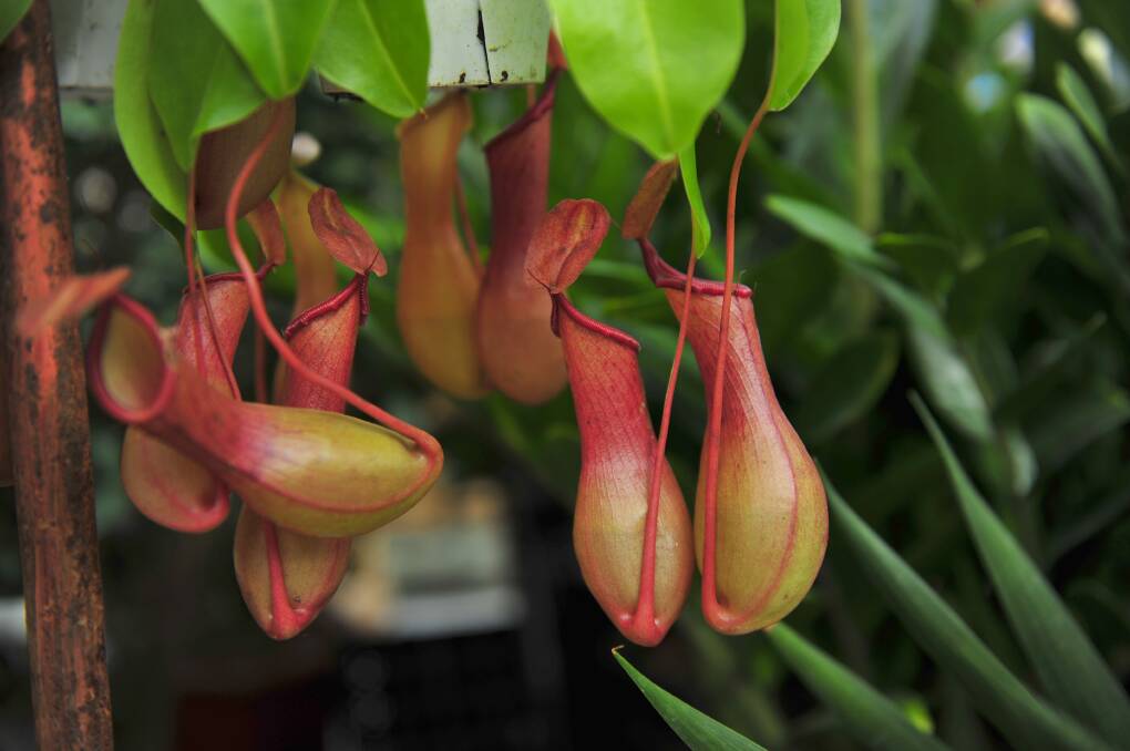 TRAP: The carnivorous pitcher plants trap their victims in jug-like structures, which are developed from the leaves.