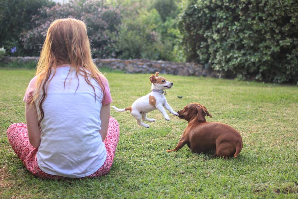 PLAY: It is very important that dogs fit into our society by being well-behaved.