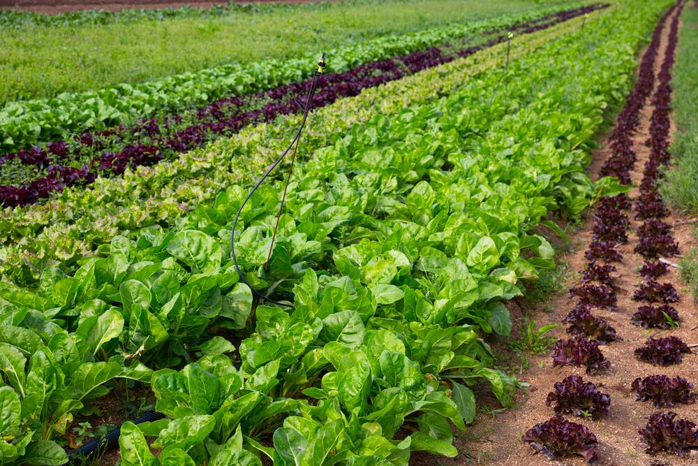 Lettuces like a bright, sunny position in well-drained soil.