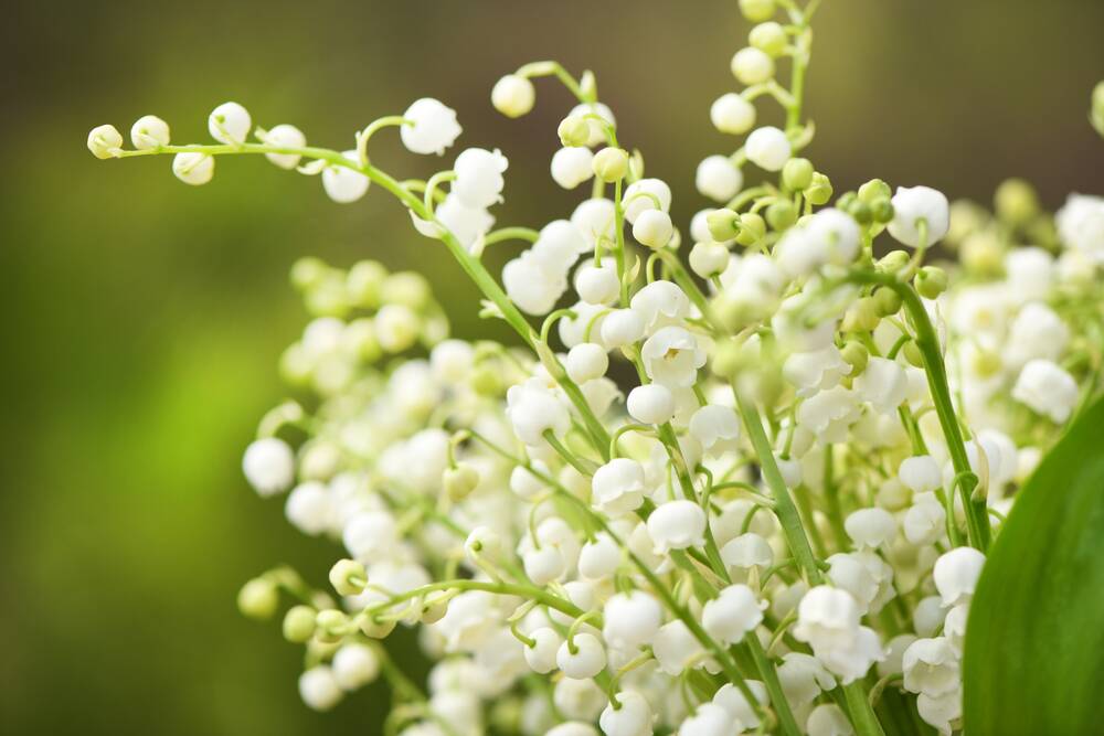 SWEET SCENT: For spring fragrance, a patch of Lily of the Valley is hard to surpass.
